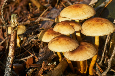 Close-up of mushrooms growing on field