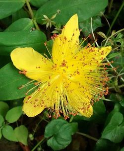 Close-up of yellow flowers