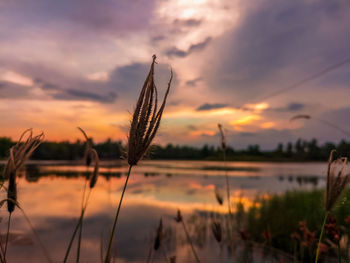 Close-up of silhouette plants against sky during sunset