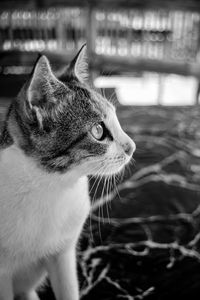 Close-up of cat looking away