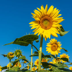 Close-up of yellow sunflower against sky