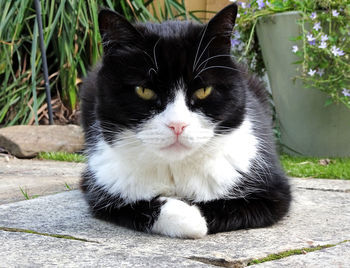 Close-up portrait of cat