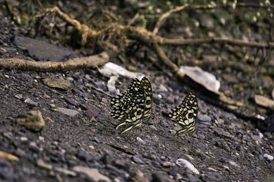 Close-up of butterfly on rock