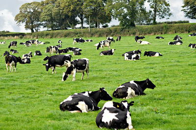 View of grassy field