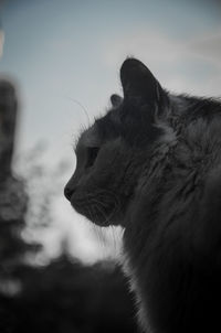 Close-up of a cat looking away