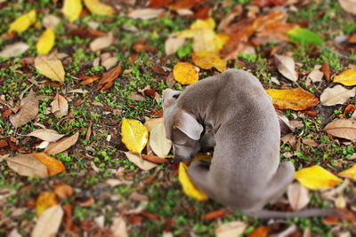 Close-up of sheep on field during autumn