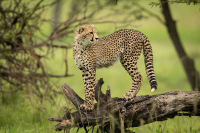 Close-up of a cat on branch