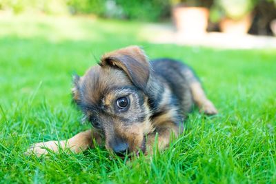 Close-up of puppy lying on grass