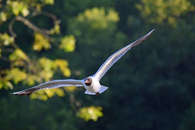 Close-up of bird flying against blurred background