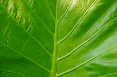 Macro shot of green leaves