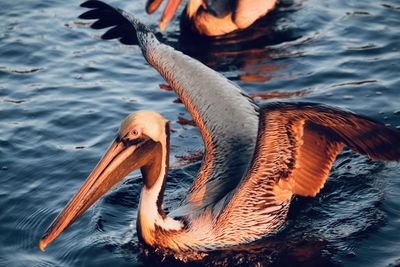 Close-up of pelican