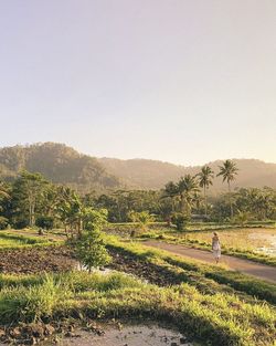 Scenic view of agricultural field against clear sky