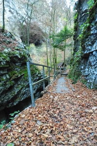 Footbridge in forest