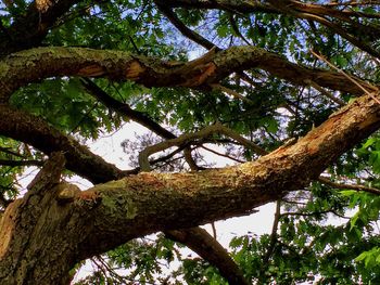 Low angle view of tree