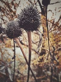 Close-up of dried thistle