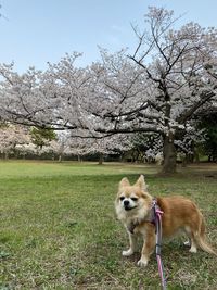 Dog in the field