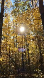 Sunlight streaming through trees in forest during autumn