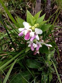 Close-up of flowers