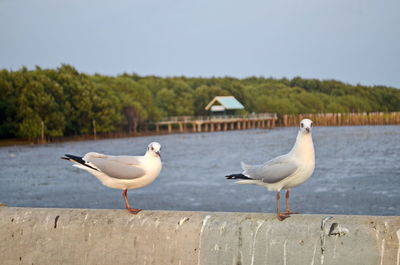 Seagulls perching on retaining wall by sea against sky