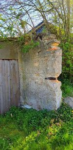 Plants growing on old abandoned building