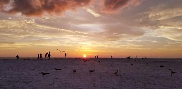 Silhouette birds on beach against sky during sunset