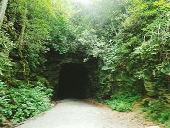 Footpath in forest