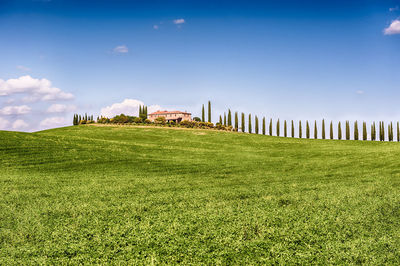 Plants growing on field against sky