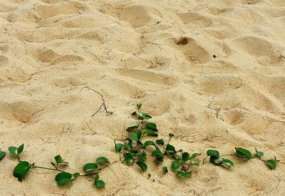 High angle view of ivy growing on sand