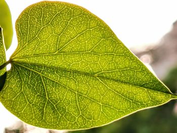 Macro shot of leaf