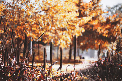 Close-up of autumn leaves in park