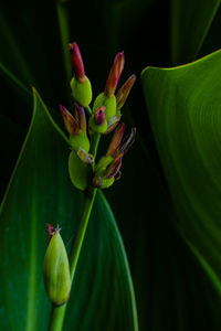 Close-up of green flower bud