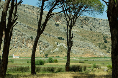 Trees on field against sky
