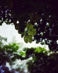 Close-up of leaves on tree