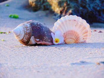 Surface level of seashells with frangipani at beach