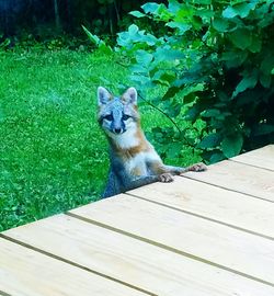 Cat sitting outdoors