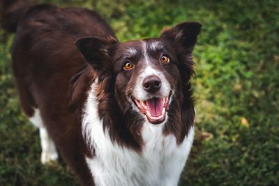 Close-up portrait of a dog