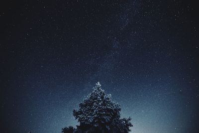 Low angle view of trees against sky at night