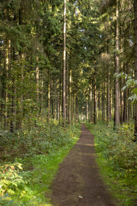 Footpath amidst trees in forest