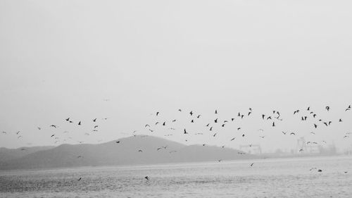 Birds flying over sea against clear sky