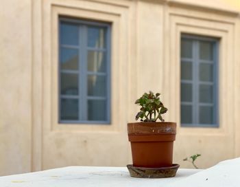 Potted plant on glass window of house