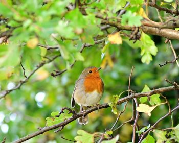 Bird perching on a tree