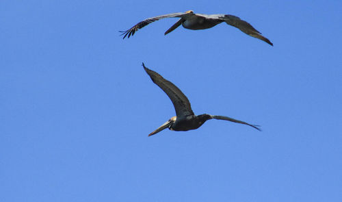 Low angle view of seagull flying against sky