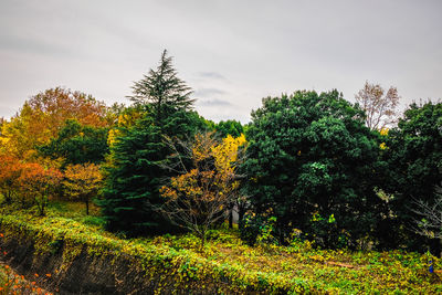 Trees growing in field against sky during autumn