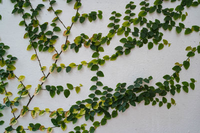 High angle view of ivy growing on wall