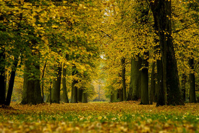 Trees in forest during autumn