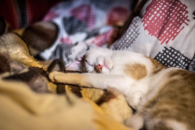 Close-up of kitten sleeping