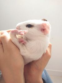 Close-up of hand holding cat