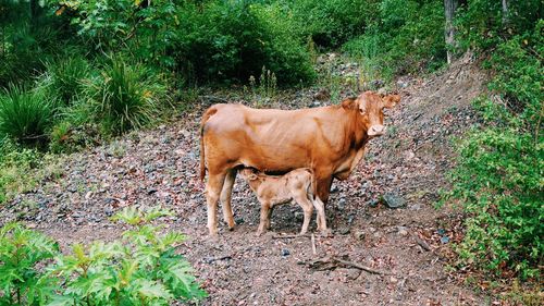 Caw and calf standing in a field