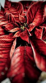 Full frame shot of red flowering plant