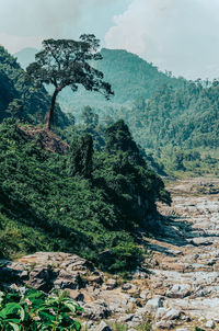 Scenic view of forest against sky